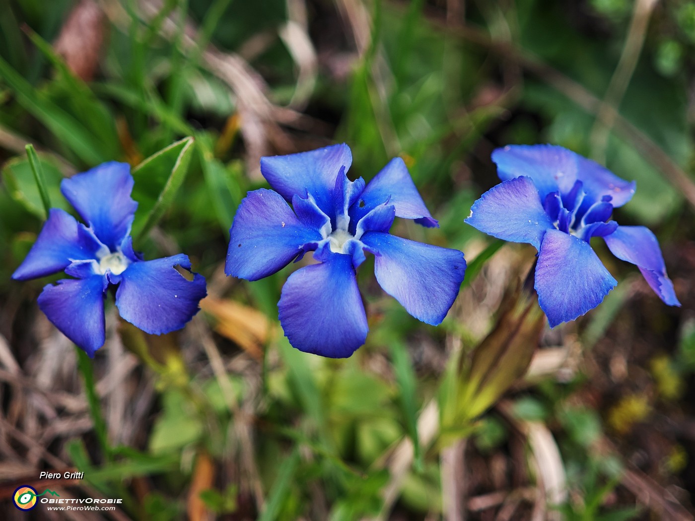 34 Gentiana verna (Genziana primaticcia).jpg